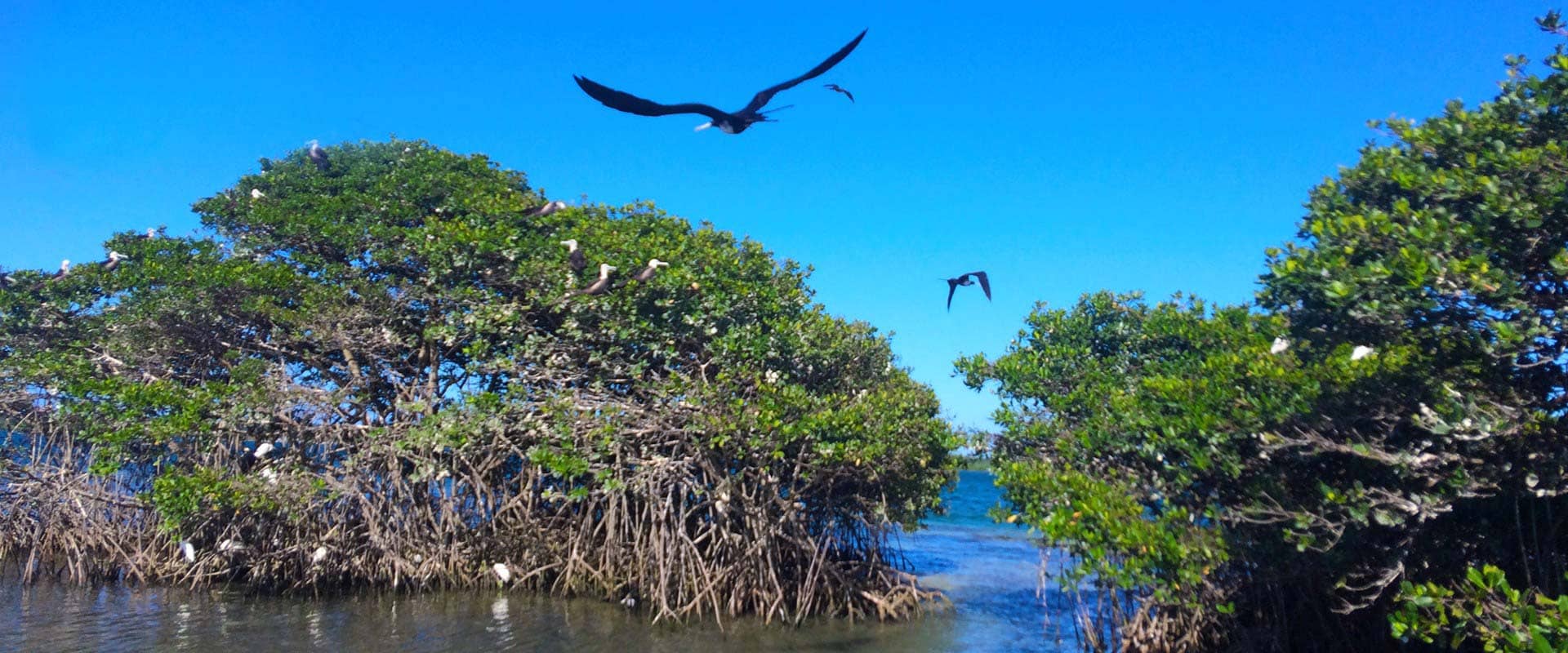 Ilet aux oiseaux